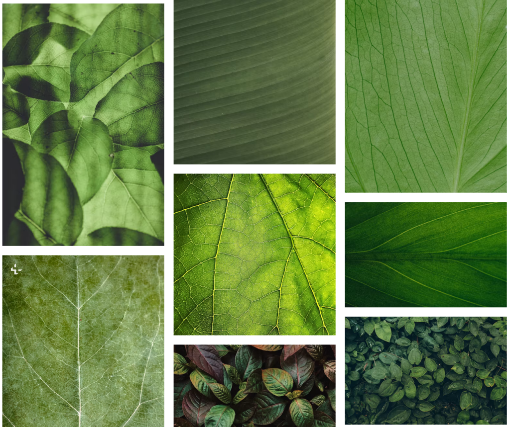 unsplash hojas