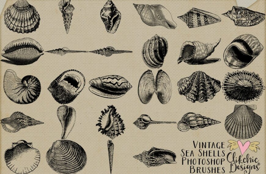 coleccion de pinceles de conchas para photoshop