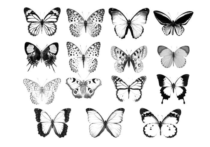coleccion de pinceles de mariposas