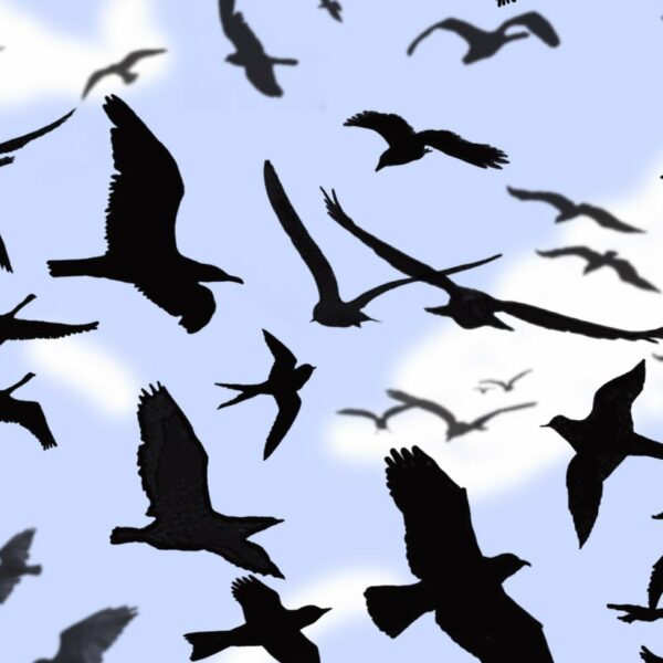 pinceles pajaros para photoshop gratis