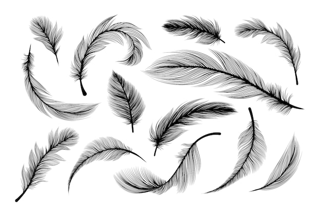 vectores de plumas gratis