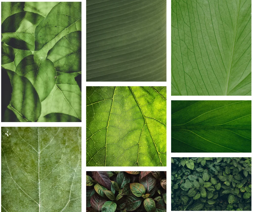 unsplash hojas