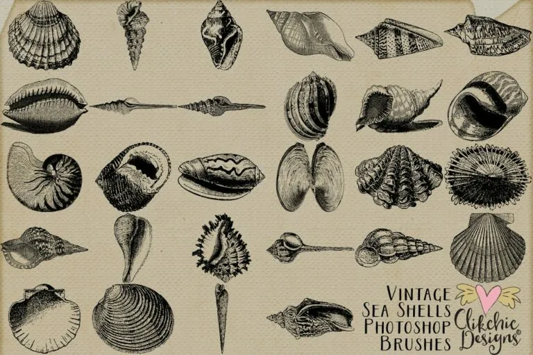 coleccion de pinceles de conchas para photoshop