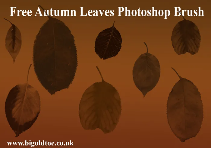 autumn leaves photoshop brushes